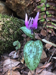 画像の説明 画像の説明