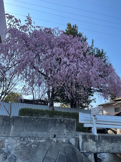 画像の説明 画像の説明